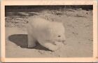 Carte postale vintage années 1940 SAN DIEGO ZOO Californie « bébé ours polaire, 2 mois »