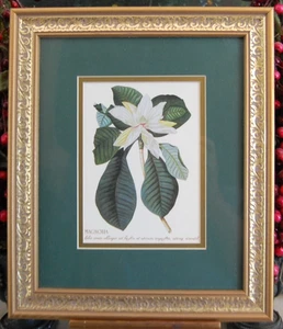 VINTAGE 1980er GERAHMTER PASSEPARTOUT BOTANISCHER FARBKUNSTDRUCK MAGNOLIENBLUMEN #1 - Bild 1 von 24