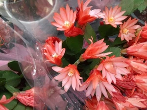 1x ORANGE Easter Cactus Cutting- READ DESCRIPTION - Picture 1 of 1