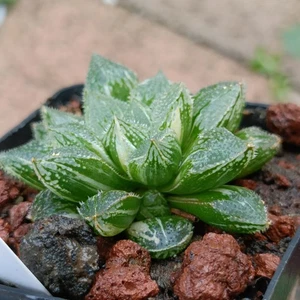  Haworthia Mirror Ball reverse variegated rare succulent plant - Picture 1 of 5