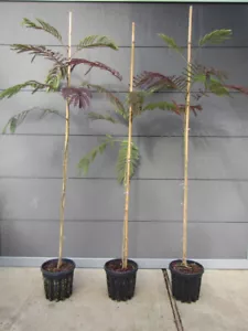 Albizia julibrissin 'Summer Chocolate'® Seidenbaum Pflanze 80-100cm Winterhart - Bild 1 von 4