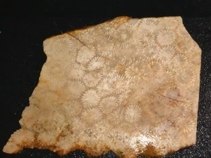 Koralle versteinerte Platte - 5 1/8" x 4 3/8"--- Rohkabeln-- Display - Bild 1 von 3