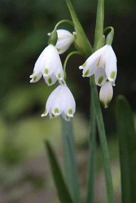 CAMBRIDGE FARMERS OUTLET Five Leucojum aestivum or 'Summer Snowflake' (Bulbs) Free UK Postage