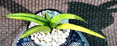 Sansevieria Patens 'Ed Eby' Highly Variegated Plant Houseplant Succulent - Image 1 of 4