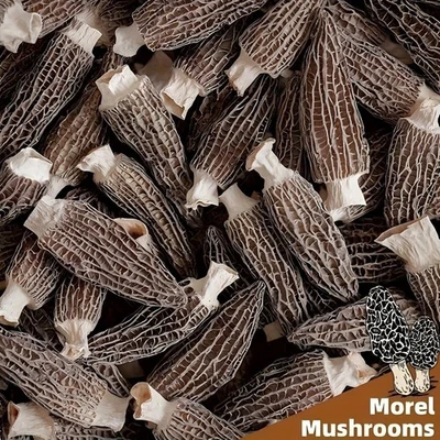 Dried Morel Mushrooms (Morchella Conica) (1.41oz) - Image 1 of 4