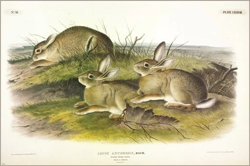 Póster artístico ilustración vintage de liebre de ajenjo de John James Audubon 20x30 Foto 1 de 1