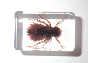 Dragonfly Final Stage Nymph in Small Clear Acrylic Block Learning Kit TE1 - Picture 1 of 9