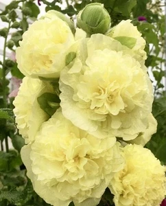 Banana Giant Double Creamy Yellow Live Hollyhock Plants Hummingbird ๐ ๐ฆ A Rose - Picture 1 of 9