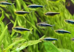 12 Black Neon Tetra Live Freshwater Aquarium Fish Nano - Picture 1 of 1
