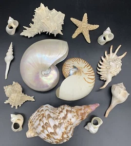 13-Piece Assorted Sea Shell Collection - Picture 1 of 24