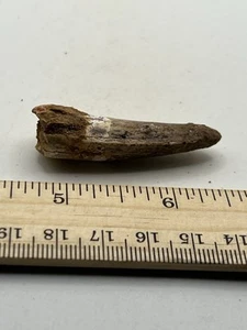 Spinosaurus 1.75” TOOTH Teeth Dinosaur Fossil before T Rex Cretaceous CS 861 - Picture 1 of 5
