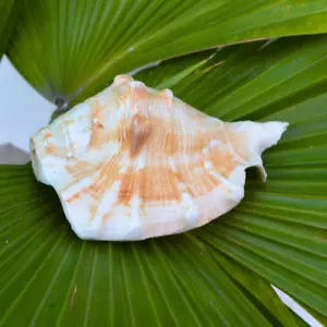 Loud Blowing Panchmukhi Kamdhenu Shankh per Pooja Sacred Shankh Divine Preghiera - Picture 1 of 6