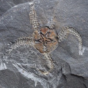 100gr Starfish Ophiura sp. Fossil Morocco Ordovician 1419 - Picture 1 of 7