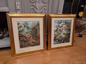 Bundle/pair of Ernst Haeckel art prints. Mushroom forest, Hummingbirds - Picture 1 of 7