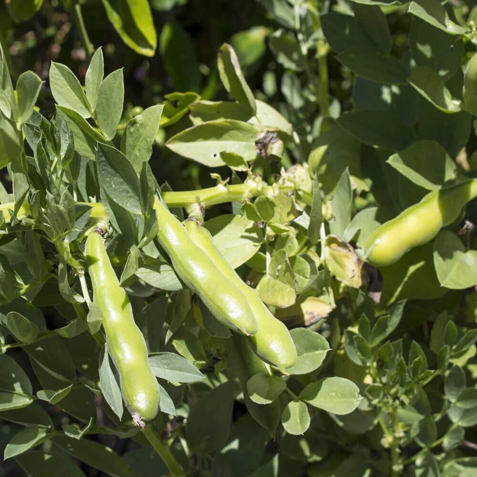 BROAD BEAN SEEDS Vegetable Garden Bush Bean Seeds Faba Bean Fava Bean Seeds - Image 1 of 1