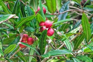 RED APPLE LILLY PILLY - ACMENA INGENS - AUST RAINFOREST FRUIT BEARING TREE - Picture 1 of 4