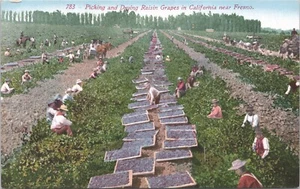 Fresno, Calif.-Picking and Drying Raisin Grapes near Fresno - - Picture 1 of 2