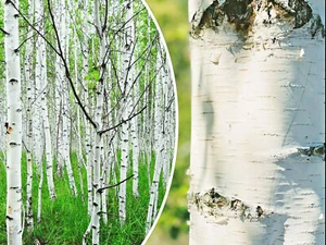 50+ White Paper Birch Tree Seeds (Betula papyrifera) | FAST-GROWING TREE, SHOWY! - Picture 1 of 11