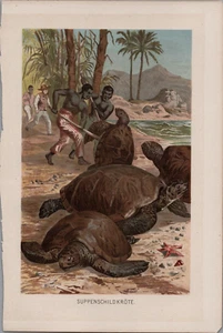 Giant Turtles Being Hunted Tierleben A. Brehm Chromolithograph Print Original - Picture 1 of 2