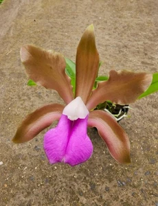 kompakte duft Orchidee Cattleya bicolor - Bild 1 von 2