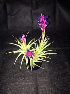 EPIPHYLLUM ORCHID CACTUS TENUIFOLIA BLUE- 5- PLANTS FOR-- - Picture 1 of 7