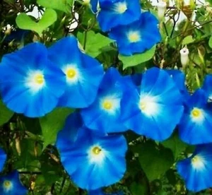 Heavenly Blue Morning Glory 160-SEEDS FRESH+REFRIGERATED in 2025 ~100% UNTREATED - Picture 1 of 8