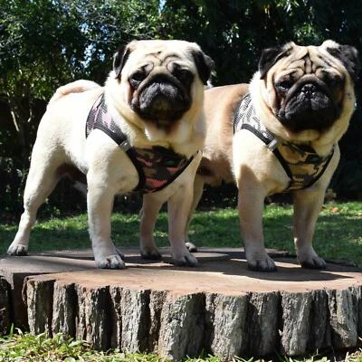 NUEVO Arnés para Perros American River Choke Free Colección Camuflaje - Camuflaje Púrpura Foto 1 de 4