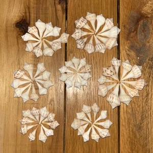 70~Juvenile Lightning Whelk shells .75" to 1.5" - Picture 1 of 5