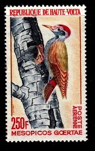 Burkina Faso - Upper Volta 1964 West African Woodpecker Mint MNH SC C18 - Imagen 1 de 1