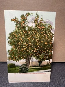 California orange tree Chico California Postcard - Picture 1 of 2