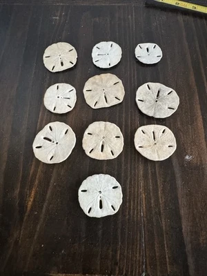 10 Sand Dollars Shells Natural Sea Lot Various Sizes - Image 1 of 4