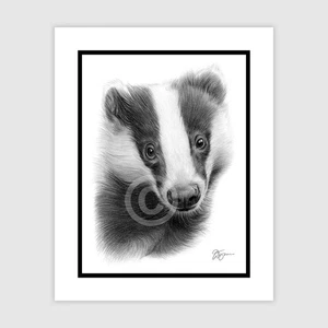 Original pencil drawing of a Badger - 8" x 6" size signed by artist - Picture 1 of 3