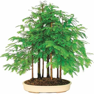Dawn Redwood seedling (Metasequoia glyptostroboides) - Parkland - Bonsai - 30cm - Picture 1 of 20