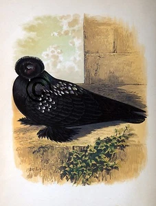 Póster arte de paloma de fantasía "EL TROMPETISTA" por James C. Lyell 13" X 19" - Imagen 1 de 1