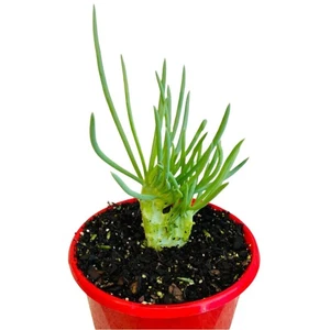 Senecio Mermaid’s Tail – Rare Blue Succulent | Drought Tolerant | 130mm Pot - Picture 1 of 5