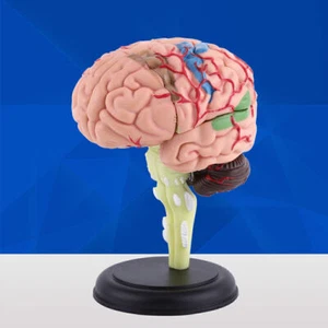 4D Gehirn Anatomie Modell Anatomisches Gehirnmodell Medizinisches Lehrmodell - Bild 1 von 12