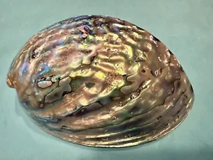 XL Perlmutt Muschel Paua abalone- Haliotis iris, 157.5mm lang- schön - Bild 1 von 5