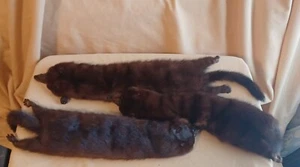 Vintage Three Minks Lee LaFond Authentic Real Fur Mink Shawl Excellent Condition - Picture 1 of 8