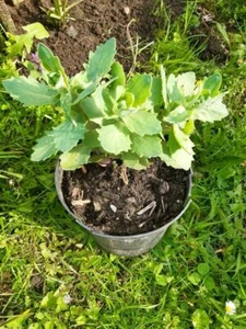 3 x Ableger Fette Henne Fettehenne Sedum Staude rosa Senker Blume bienenfreund - Bild 1 von 6