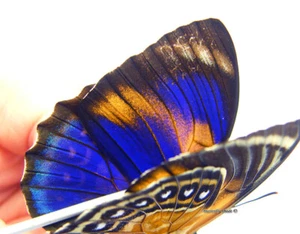Unmounted Butterfly/Nymphalidae - Agrias phalcidon excelsior f. jupiter, FEM 2 - Picture 1 of 5