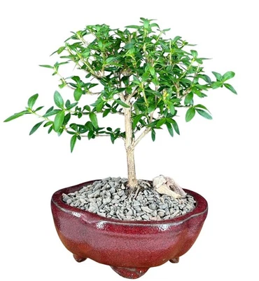 Chinese Flowering White Serissa 6"H Small Bonsai Tree in Ceramic Pot Indoor - Image 1 of 2