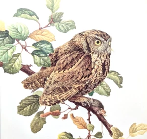 J F Lansdowne Birds SCREECH OWL 10X14 Vintage Art Print Book Plate 74 - Picture 1 of 3