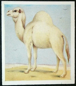 Dromedarkamel Vintage 1936 Textured Wildlife Card FE03M - Bild 1 von 2