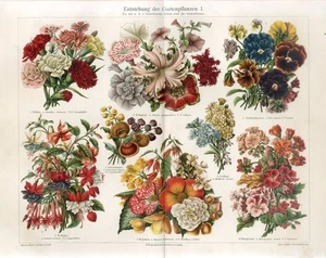 1895 GARDEN FLOWER BOUQUETS PETUNIA CLOVE BEGONIA FUCHSIA Chromolithograph Print - Picture 1 of 1