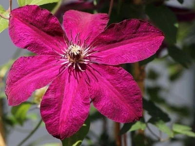 Clematis Westerplatte - Planta viva en maceta de 4 pulgadas Foto 1 de 4