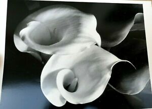 Two Callas 1929 Photograph by Imogen Cunningham POSTCARD unposted IC-2 floral
