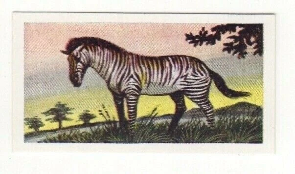 Animal Trade Card 1954. Zebra - image 1 of 1