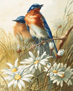 Bluebirds Vintage Zeichnung Fine Art Giclée 8x10 Druck - Bild 1 von 1
