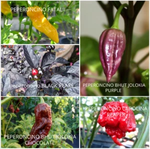 80 CHILISCHOTEN SAMEN IN 5 DER SCHÄRFSTEN SORTEN - Bild 1 von 1