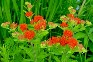 MILKWEED 100 SEEDS, ASCLEPIAS TUBEROSA, ORANGE BUTTERFLY WEED, grown in the USA - Picture 1 of 7